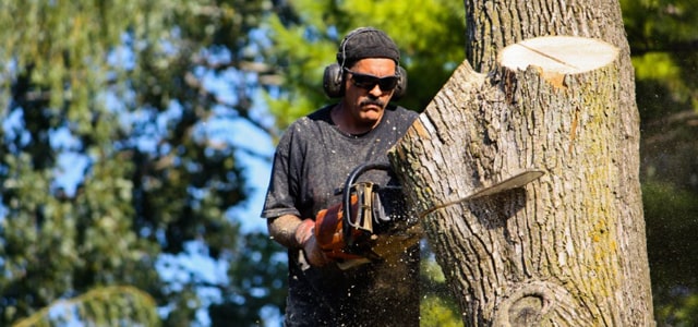 Tala y poda de &aacute;rboles en Washington DC